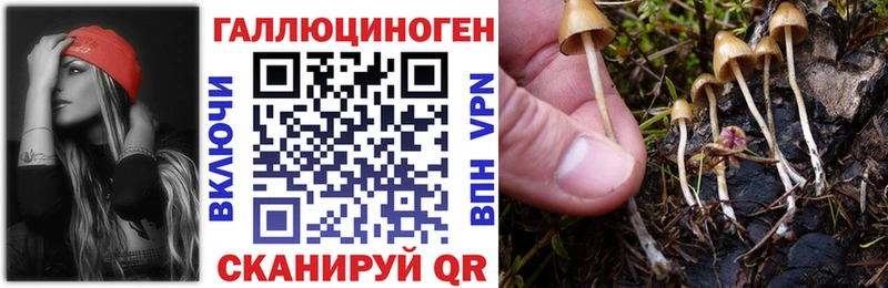 Купить  Ветлуга  Галлюциногенные грибы Psilocybe 